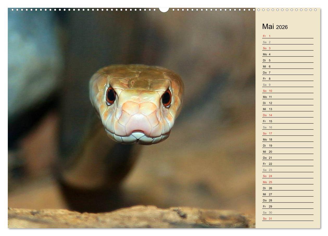 Beispielinhalt (Bild) Gefährliche Schlangen (hochwertiger Premium Wandkalender 2026 DIN A2 quer), Kunstdruck in Hochglanz