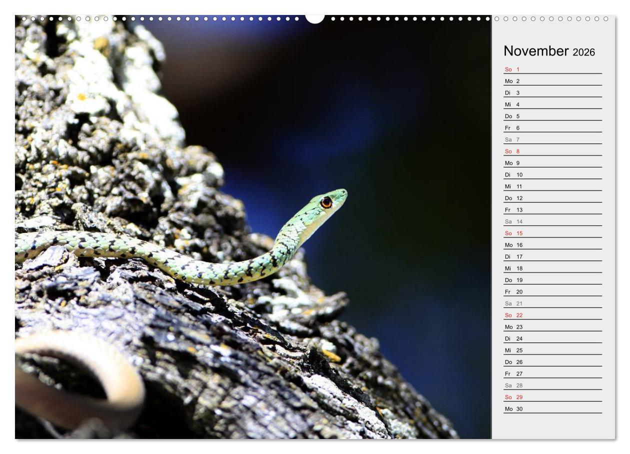 Beispielinhalt (Bild) Gefährliche Schlangen (hochwertiger Premium Wandkalender 2026 DIN A2 quer), Kunstdruck in Hochglanz