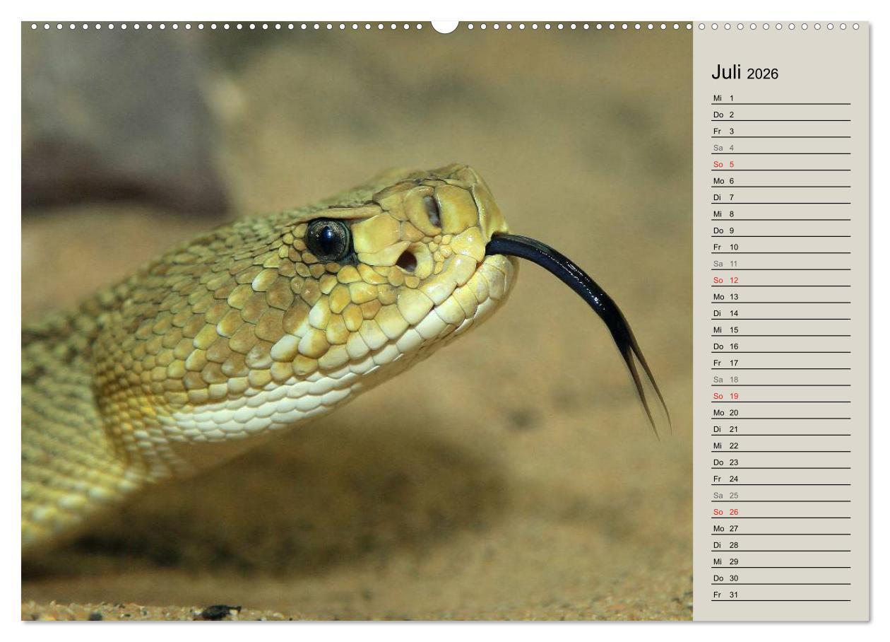Beispielinhalt (Bild) Gefährliche Schlangen (hochwertiger Premium Wandkalender 2026 DIN A2 quer), Kunstdruck in Hochglanz