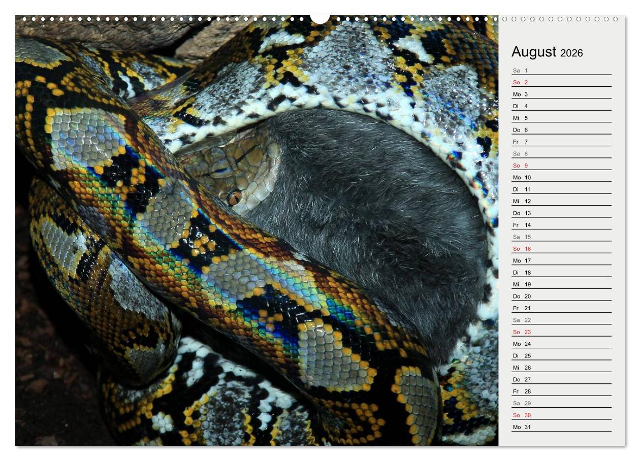 Beispielinhalt (Bild) Gefährliche Schlangen (hochwertiger Premium Wandkalender 2026 DIN A2 quer), Kunstdruck in Hochglanz