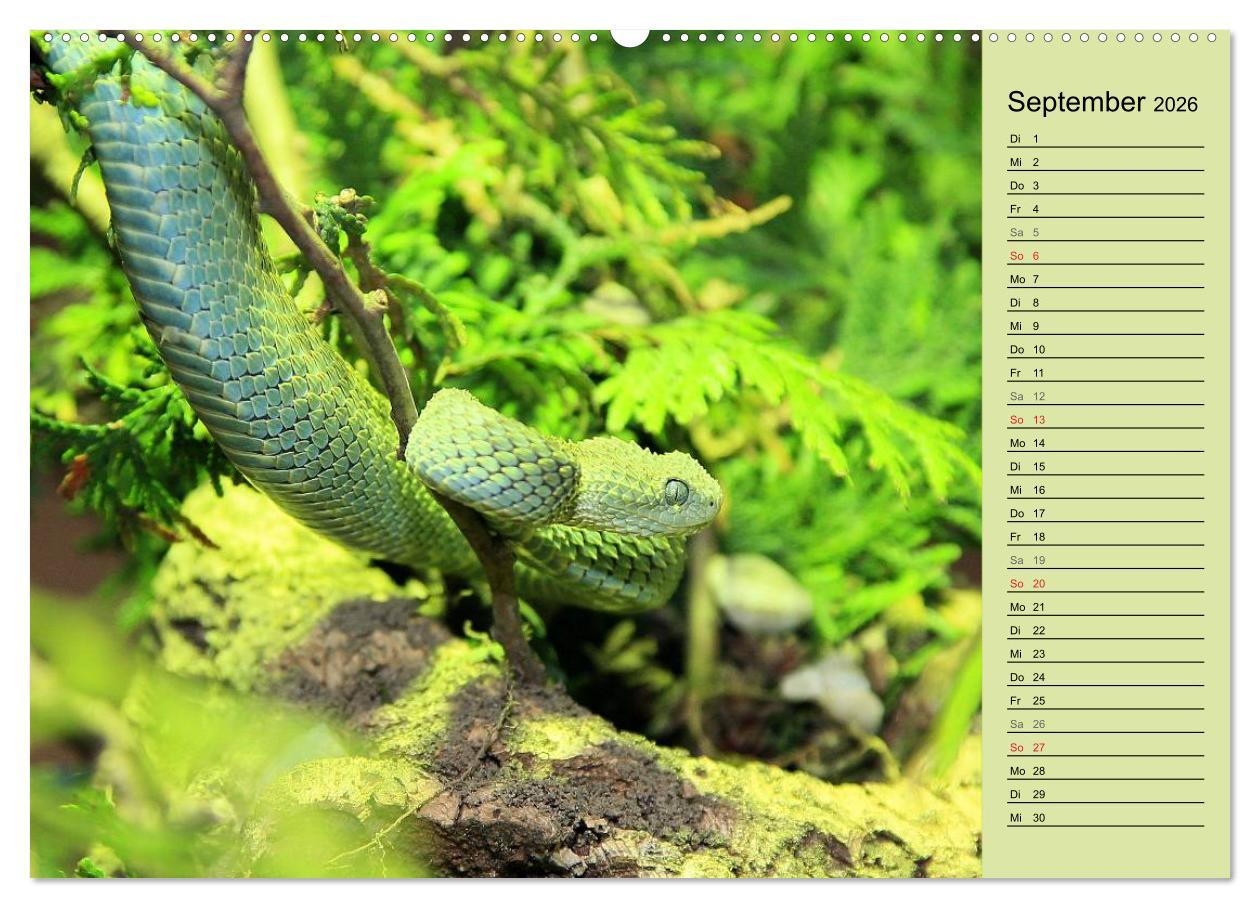 Beispielinhalt (Bild) Gefährliche Schlangen (hochwertiger Premium Wandkalender 2026 DIN A2 quer), Kunstdruck in Hochglanz