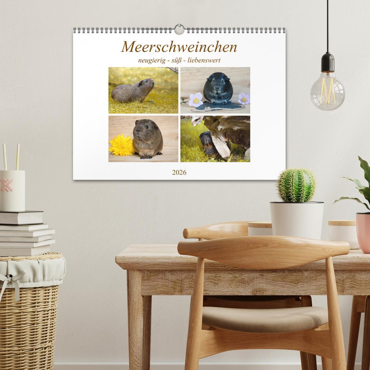 Beispielinhalt (Bild) MEERSCHWEINCHEN neugierig - süß - liebenswert (Wandkalender 2026 DIN A3 quer), CALVENDO Monatskalender