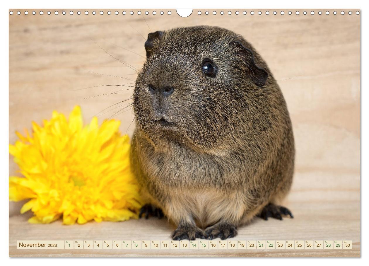 Beispielinhalt (Bild) MEERSCHWEINCHEN neugierig - süß - liebenswert (Wandkalender 2026 DIN A3 quer), CALVENDO Monatskalender