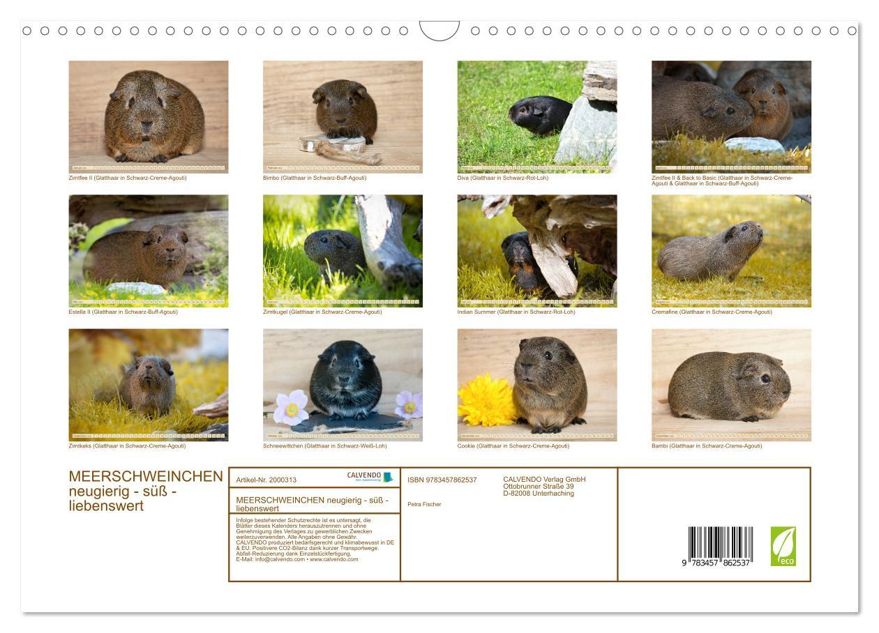 Beispielinhalt (Bild) MEERSCHWEINCHEN neugierig - süß - liebenswert (Wandkalender 2026 DIN A3 quer), CALVENDO Monatskalender