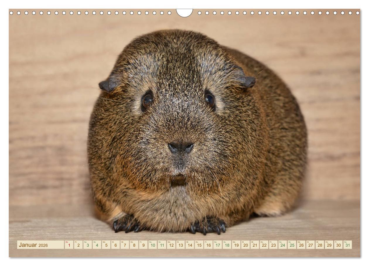 Beispielinhalt (Bild) MEERSCHWEINCHEN neugierig - süß - liebenswert (Wandkalender 2026 DIN A3 quer), CALVENDO Monatskalender