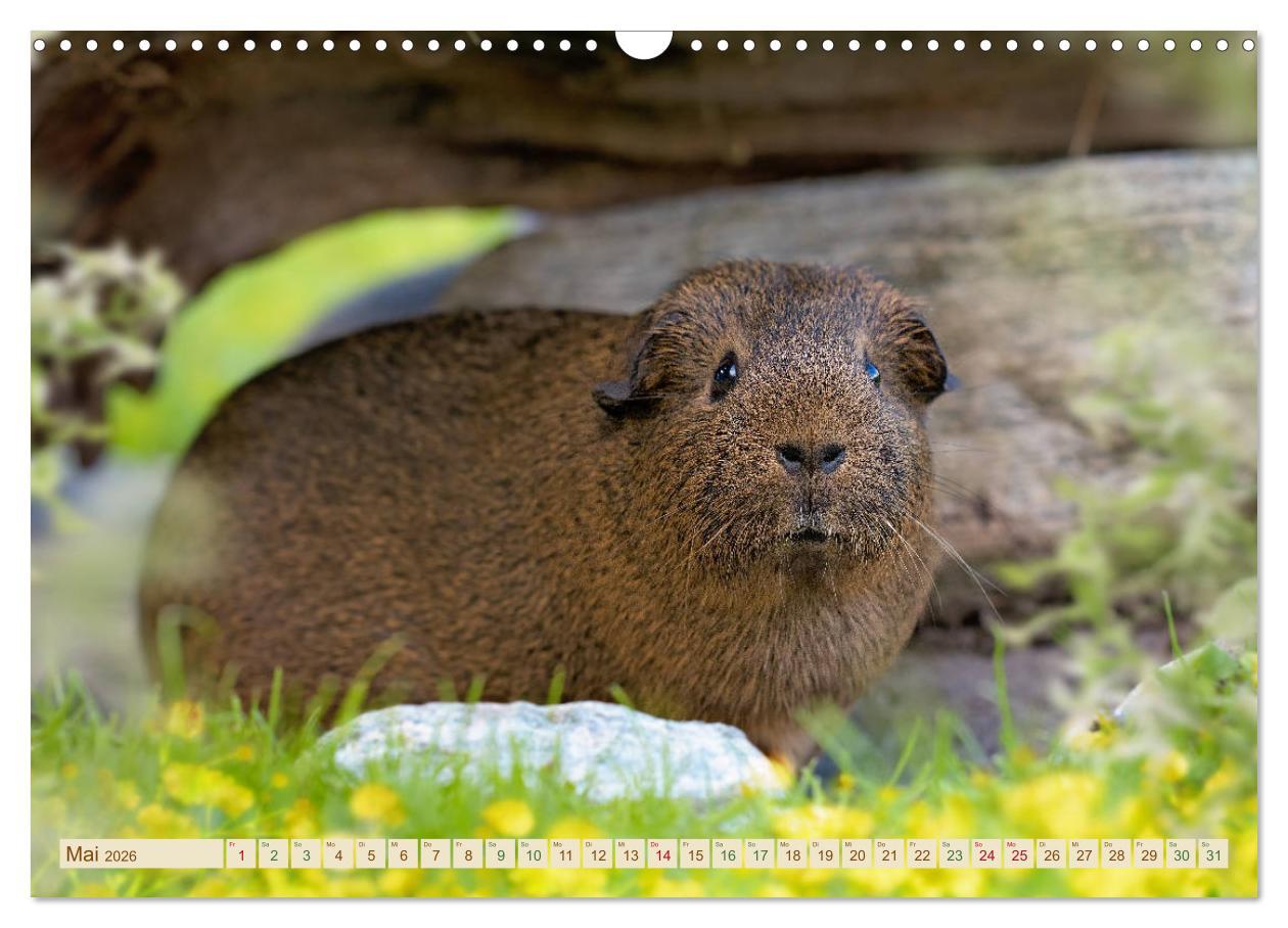 Beispielinhalt (Bild) MEERSCHWEINCHEN neugierig - süß - liebenswert (Wandkalender 2026 DIN A3 quer), CALVENDO Monatskalender