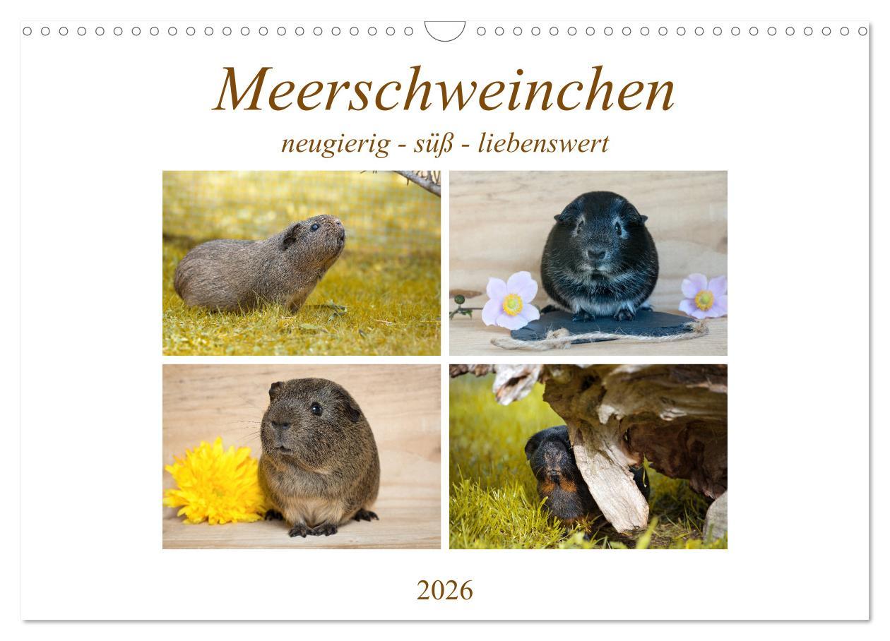 Vorderes Coverbild MEERSCHWEINCHEN neugierig - süß - liebenswert (Wandkalender 2026 DIN A3 quer), CALVENDO Monatskalender