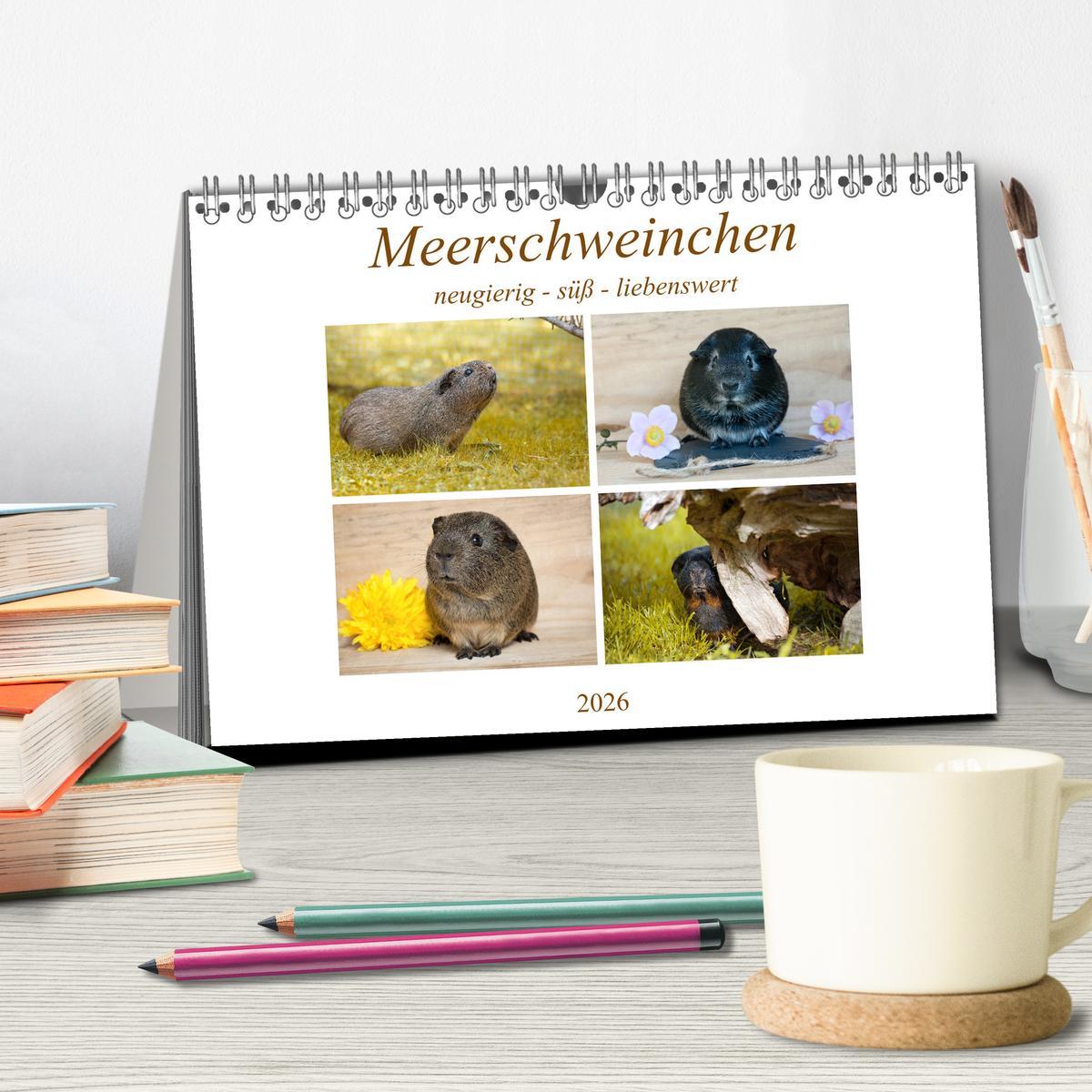 Beispielinhalt (Bild) MEERSCHWEINCHEN neugierig - süß - liebenswert (Tischkalender 2026 DIN A5 quer), CALVENDO Monatskalender