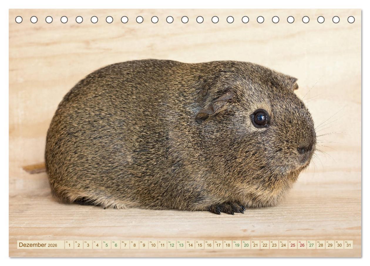 Beispielinhalt (Bild) MEERSCHWEINCHEN neugierig - süß - liebenswert (Tischkalender 2026 DIN A5 quer), CALVENDO Monatskalender
