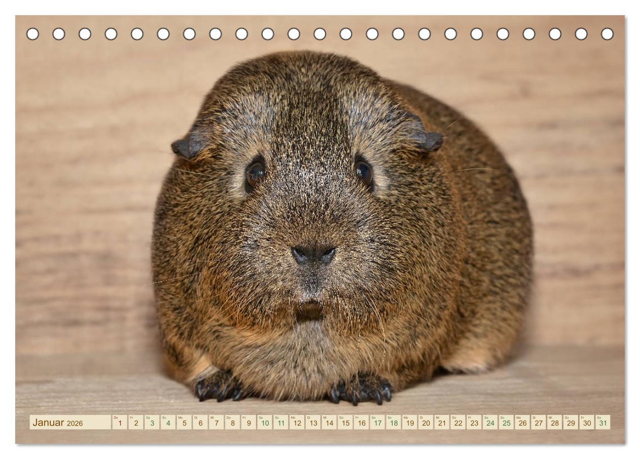 Beispielinhalt (Bild) MEERSCHWEINCHEN neugierig - süß - liebenswert (Tischkalender 2026 DIN A5 quer), CALVENDO Monatskalender