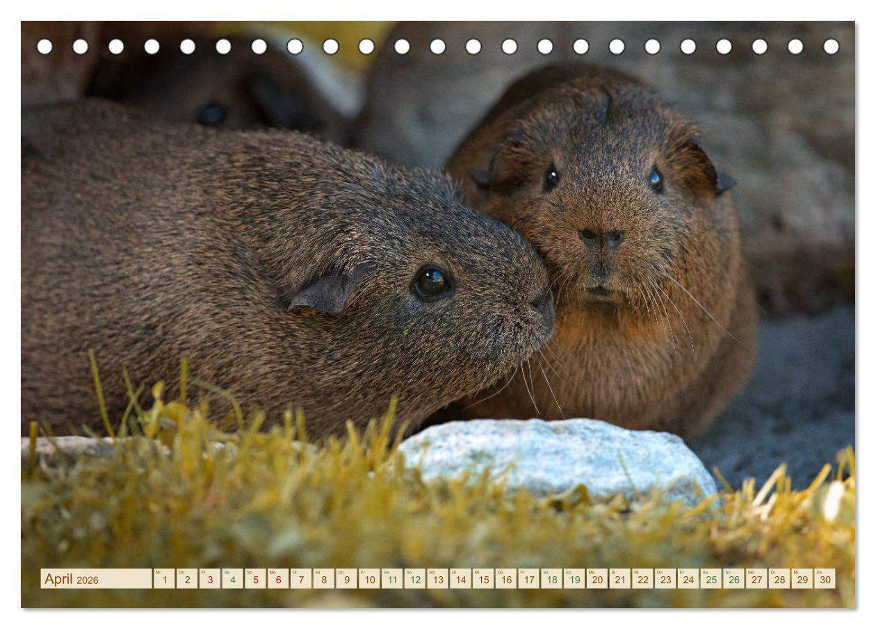 Beispielinhalt (Bild) MEERSCHWEINCHEN neugierig - süß - liebenswert (Tischkalender 2026 DIN A5 quer), CALVENDO Monatskalender