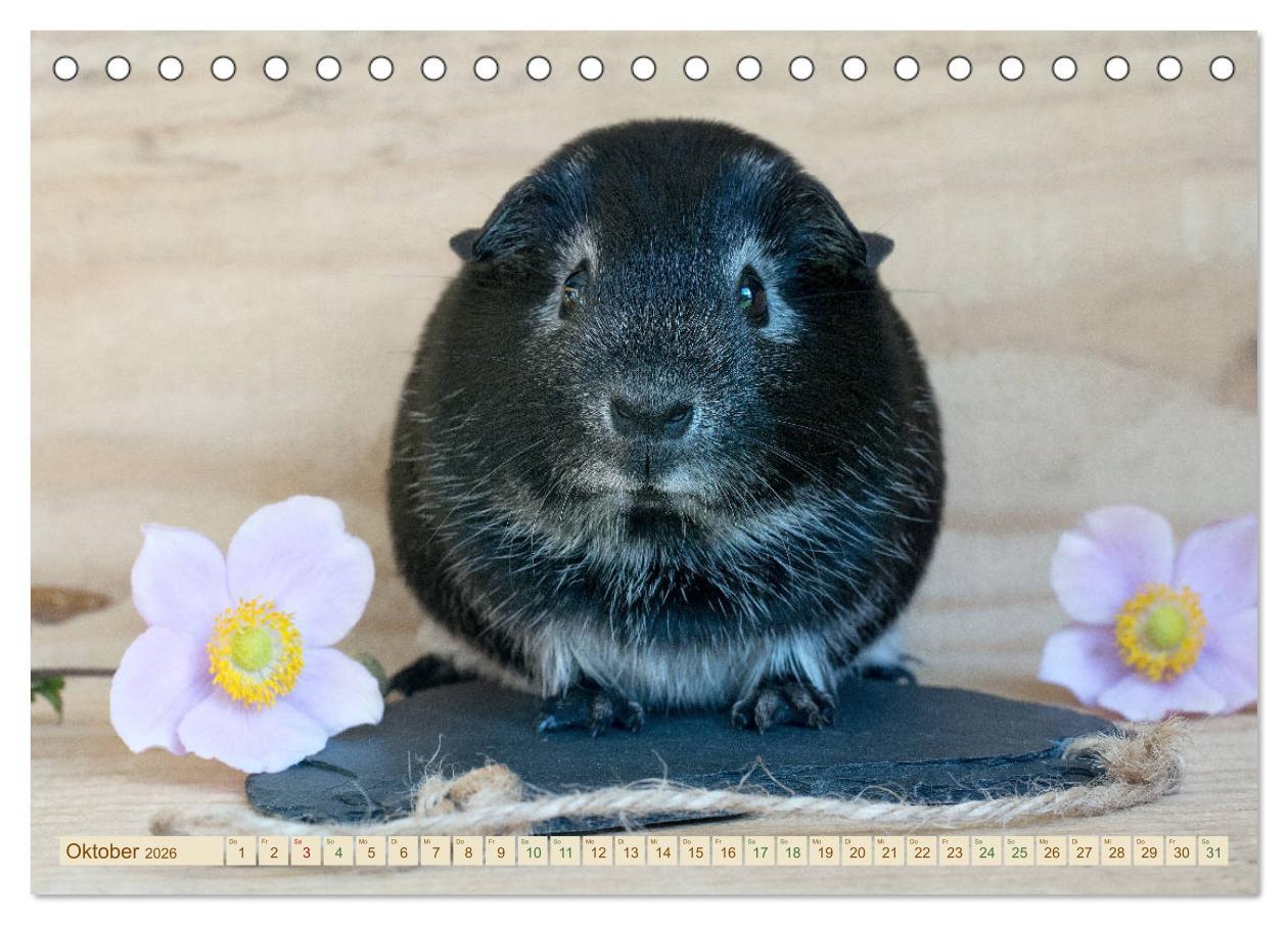 Beispielinhalt (Bild) MEERSCHWEINCHEN neugierig - süß - liebenswert (Tischkalender 2026 DIN A5 quer), CALVENDO Monatskalender