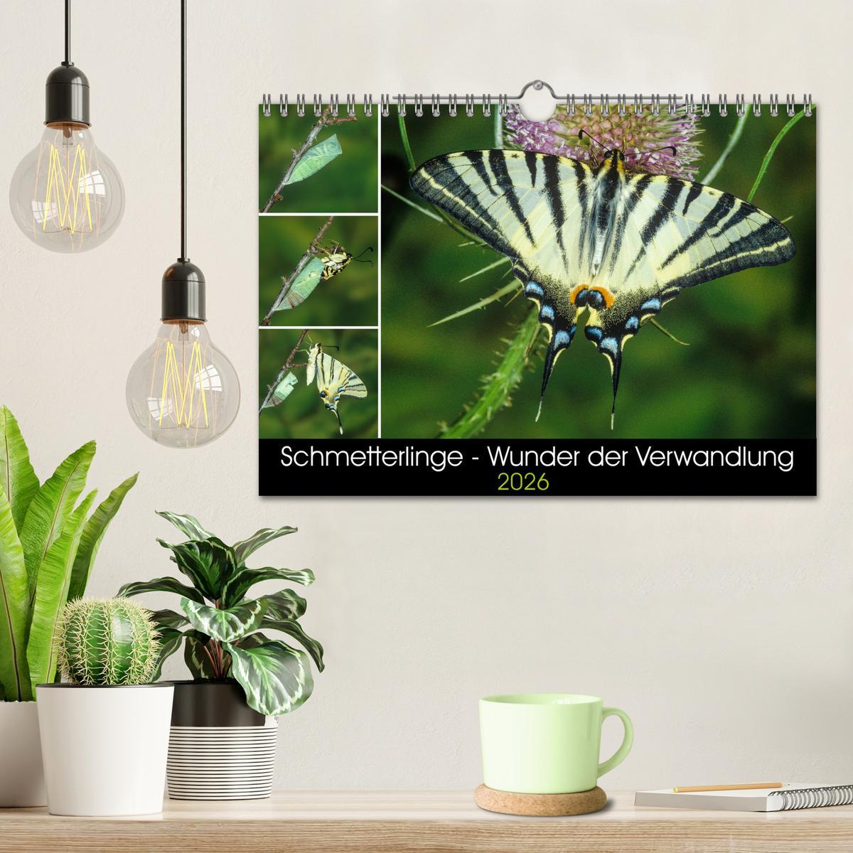 Beispielinhalt (Bild) Schmetterlinge - Wunder der Verwandlung (Wandkalender 2026 DIN A4 quer), CALVENDO Monatskalender