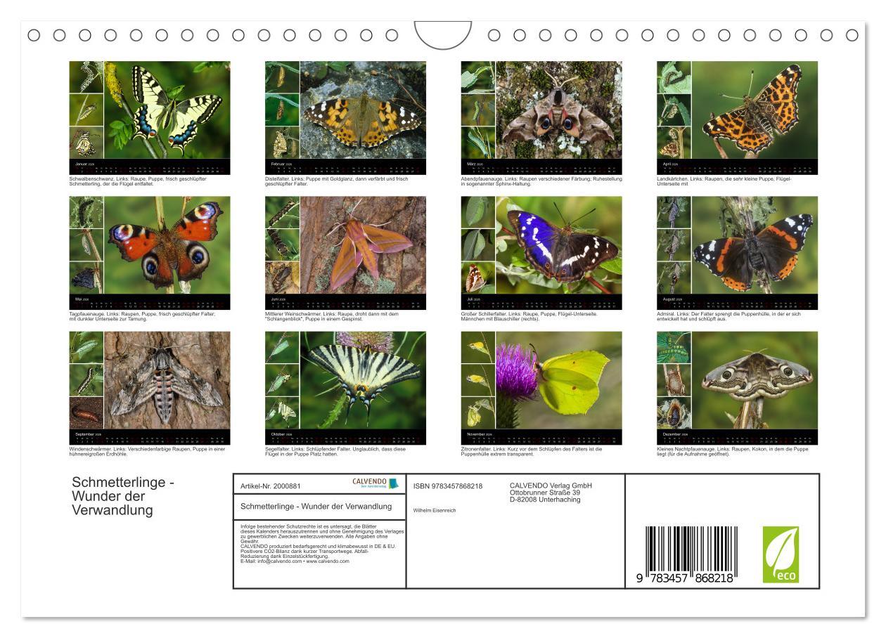 Beispielinhalt (Bild) Schmetterlinge - Wunder der Verwandlung (Wandkalender 2026 DIN A4 quer), CALVENDO Monatskalender