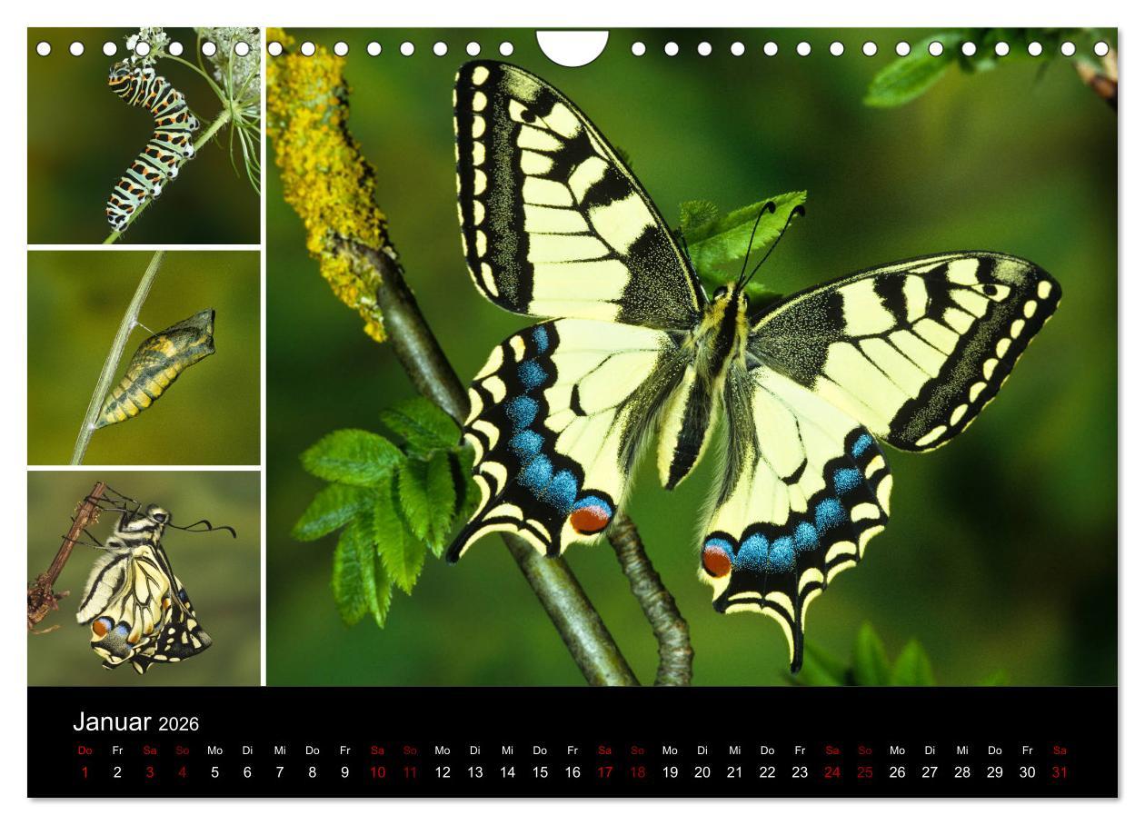 Beispielinhalt (Bild) Schmetterlinge - Wunder der Verwandlung (Wandkalender 2026 DIN A4 quer), CALVENDO Monatskalender