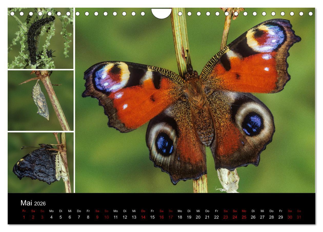 Beispielinhalt (Bild) Schmetterlinge - Wunder der Verwandlung (Wandkalender 2026 DIN A4 quer), CALVENDO Monatskalender