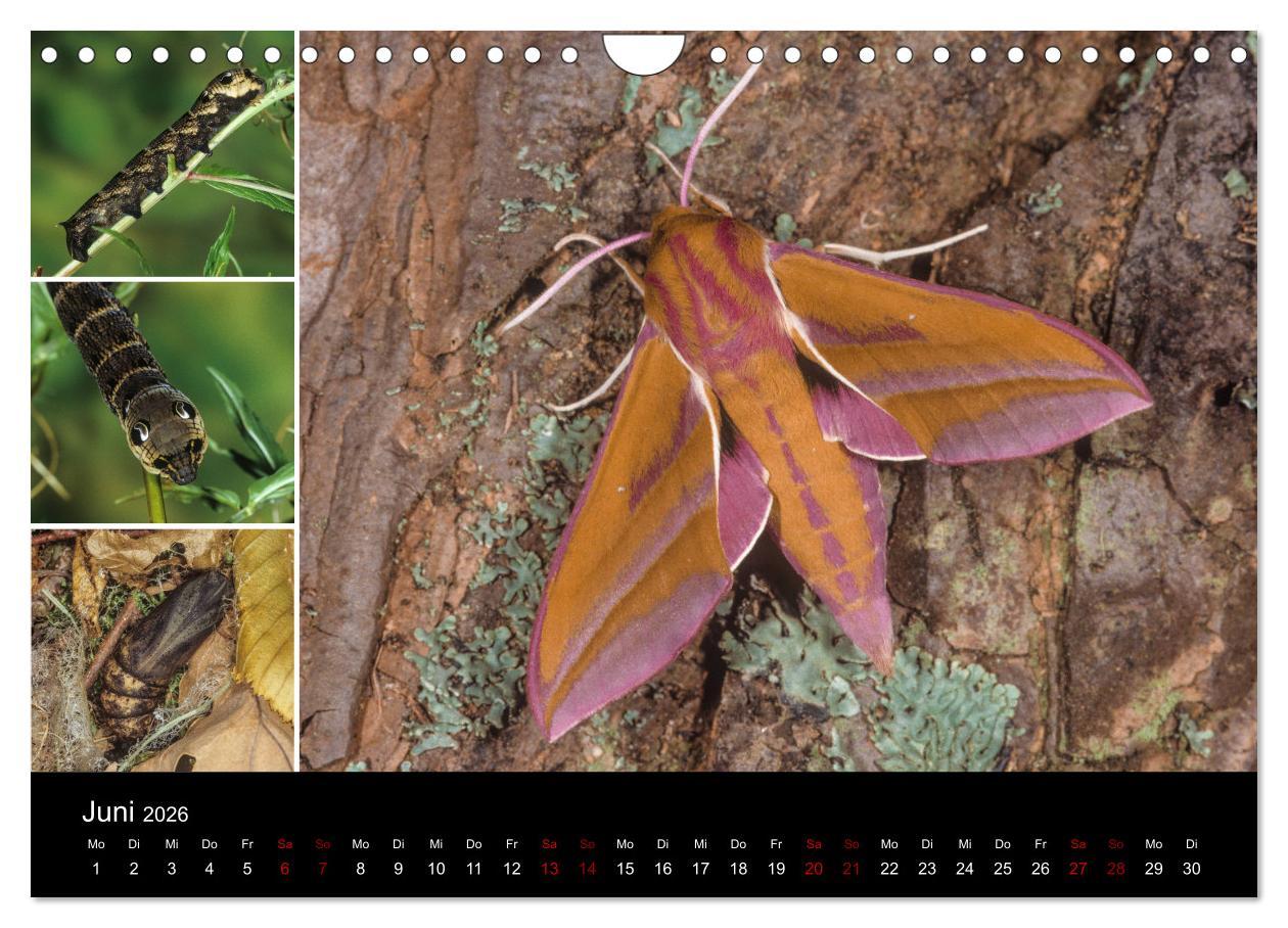 Beispielinhalt (Bild) Schmetterlinge - Wunder der Verwandlung (Wandkalender 2026 DIN A4 quer), CALVENDO Monatskalender