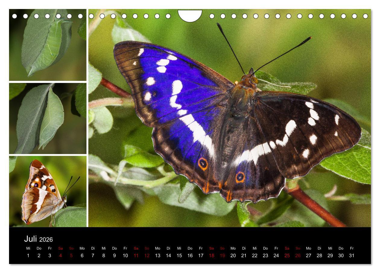 Beispielinhalt (Bild) Schmetterlinge - Wunder der Verwandlung (Wandkalender 2026 DIN A4 quer), CALVENDO Monatskalender