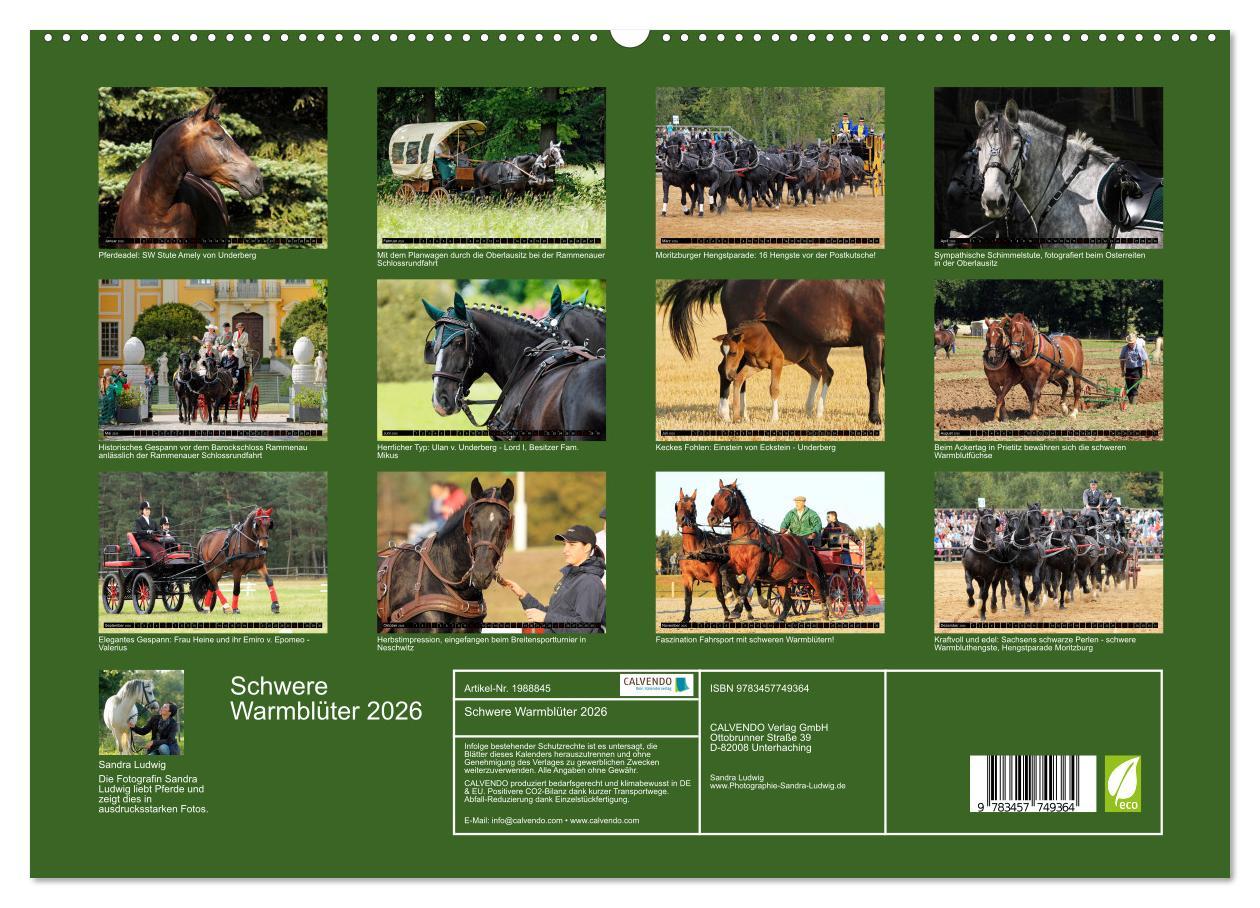 Beispielinhalt (Bild) Schwere Warmblüter 2026 (hochwertiger Premium Wandkalender 2026 DIN A2 quer), Kunstdruck in Hochglanz