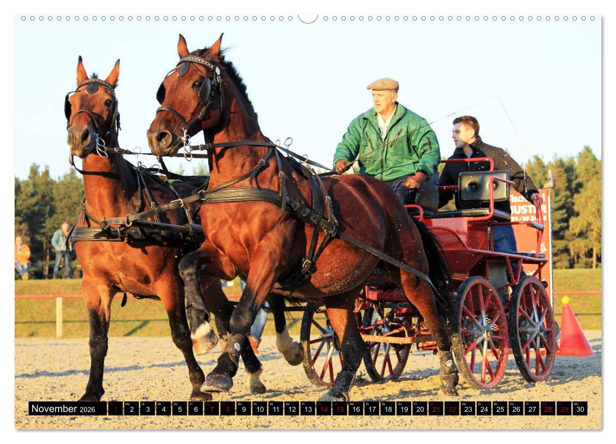 Beispielinhalt (Bild) Schwere Warmblüter 2026 (hochwertiger Premium Wandkalender 2026 DIN A2 quer), Kunstdruck in Hochglanz