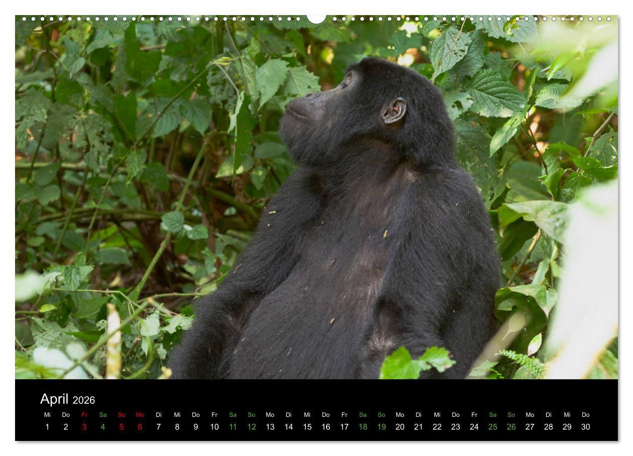 Beispielinhalt (Bild) Ugandas friedliche Berggorillas (hochwertiger Premium Wandkalender 2026 DIN A2 quer), Kunstdruck in Hochglanz
