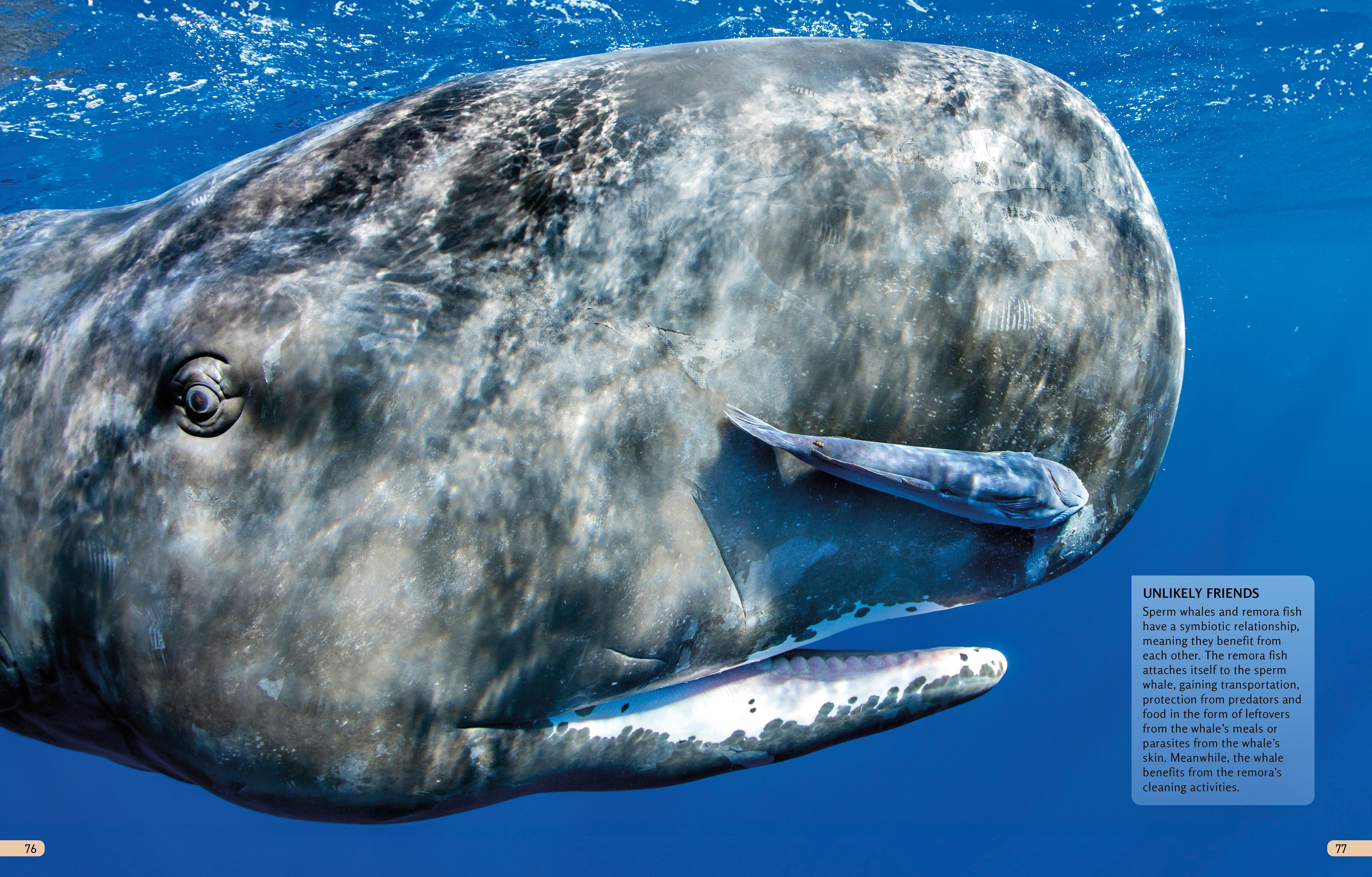 Beispielinhalt (Bild) The Kingfisher Ocean Encyclopedia