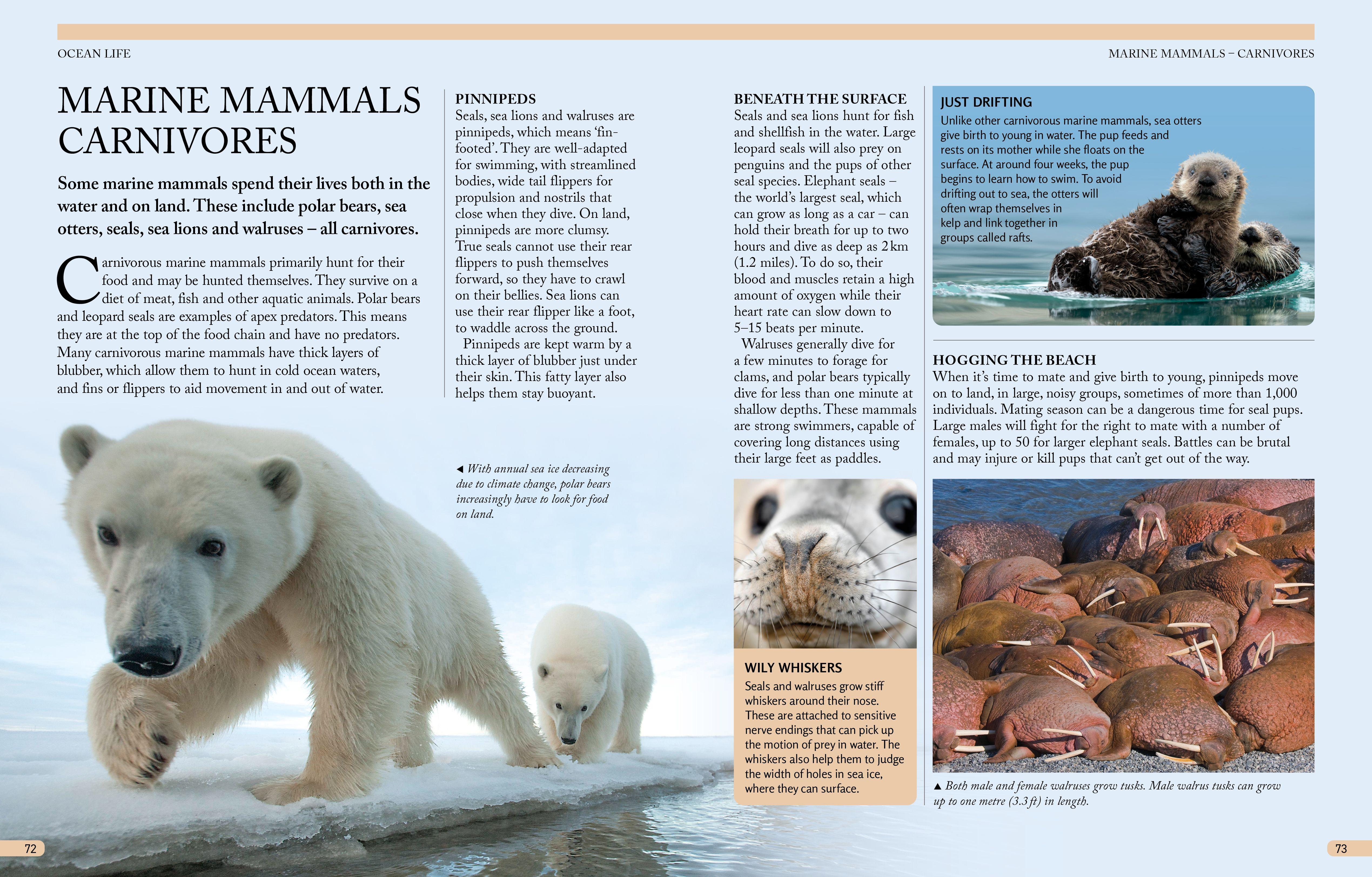 Beispielinhalt (Bild) The Kingfisher Ocean Encyclopedia