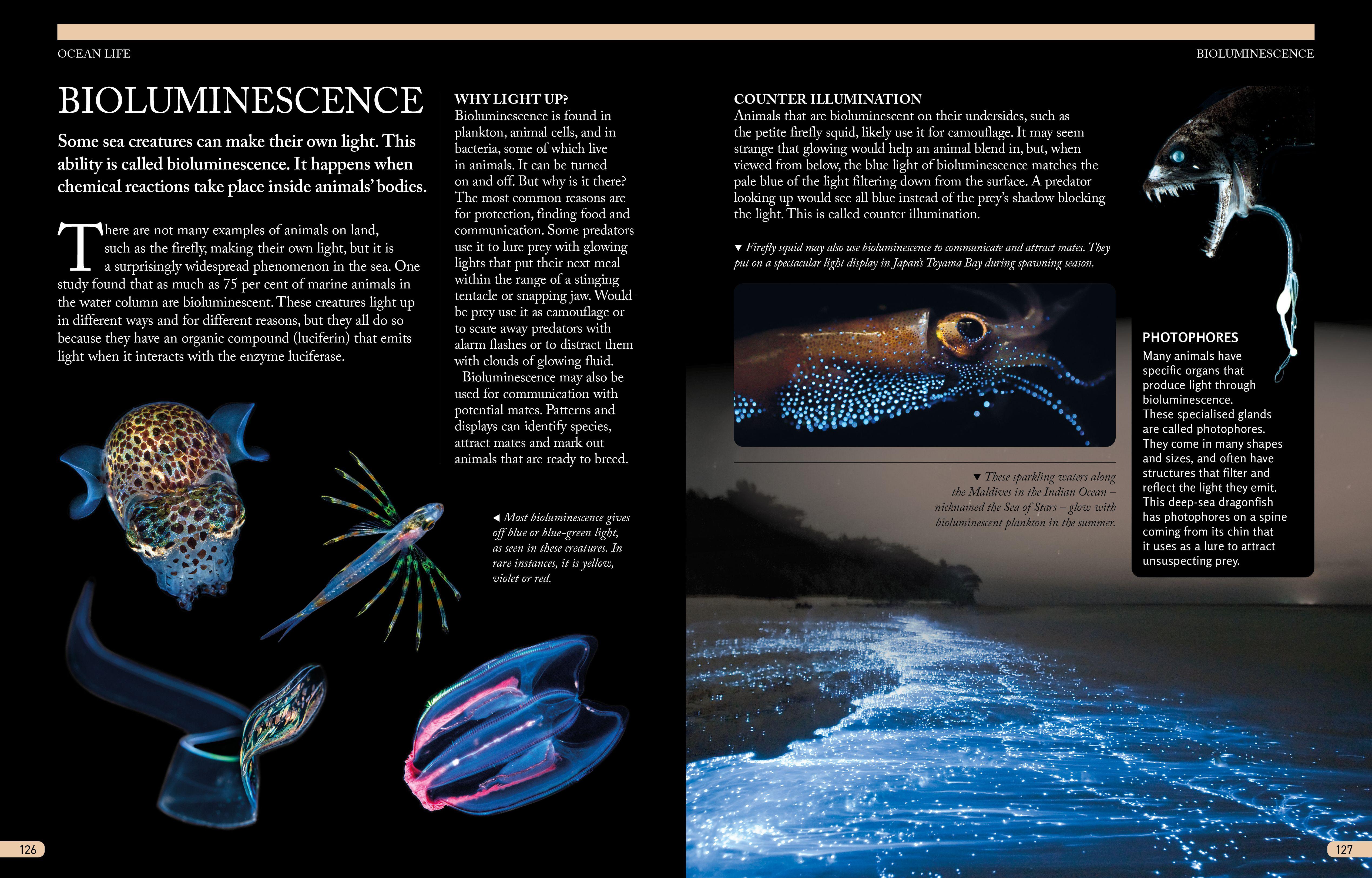 Beispielinhalt (Bild) The Kingfisher Ocean Encyclopedia