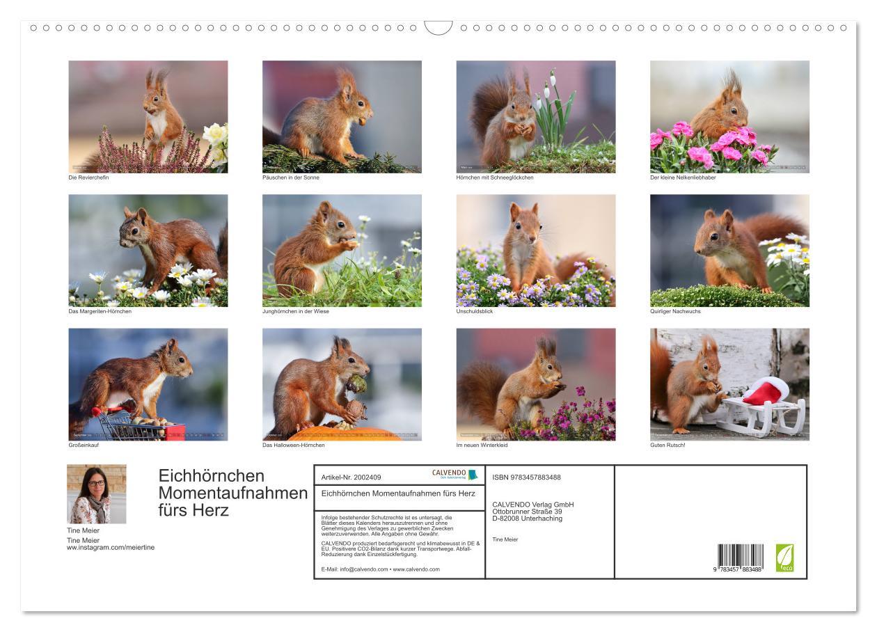 Beispielinhalt (Bild) Eichhörnchen Momentaufnahmen fürs Herz (Wandkalender 2026 DIN A2 quer), CALVENDO Monatskalender