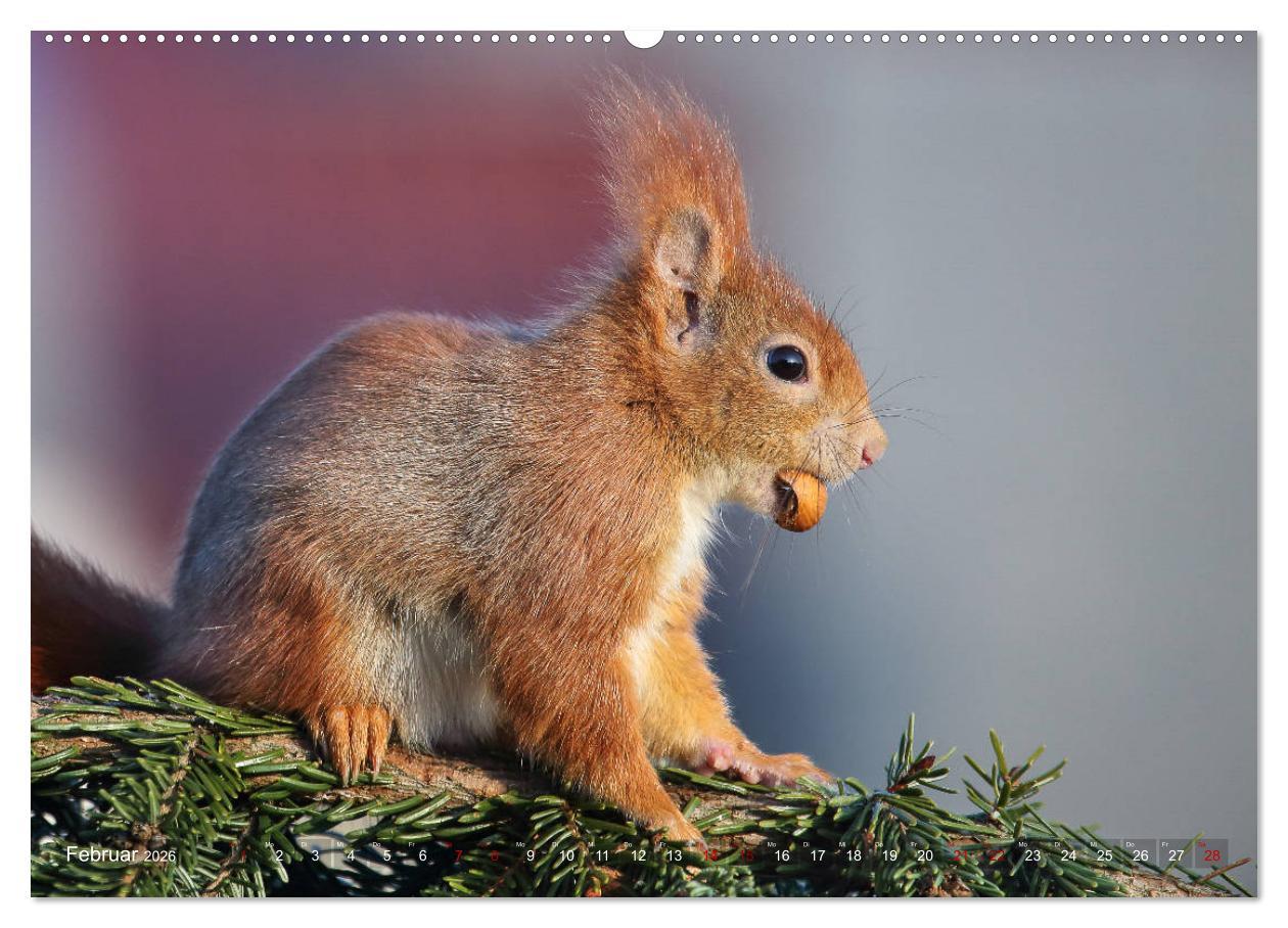 Beispielinhalt (Bild) Eichhörnchen Momentaufnahmen fürs Herz (Wandkalender 2026 DIN A2 quer), CALVENDO Monatskalender