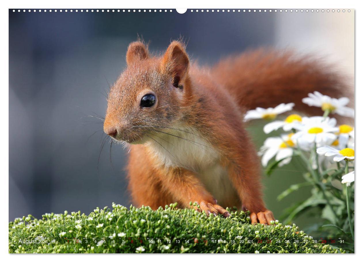 Beispielinhalt (Bild) Eichhörnchen Momentaufnahmen fürs Herz (Wandkalender 2026 DIN A2 quer), CALVENDO Monatskalender