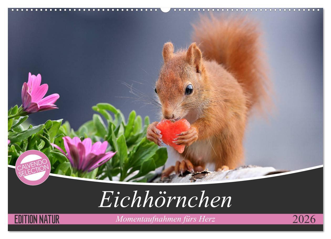 Vorderes Coverbild Eichhörnchen Momentaufnahmen fürs Herz (Wandkalender 2026 DIN A2 quer), CALVENDO Monatskalender