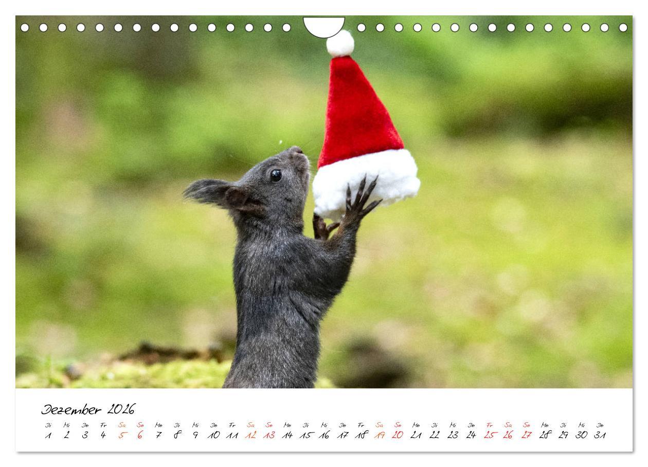 Beispielinhalt (Bild) Die Schwarzwald-Eichhörnchen (Wandkalender 2026 DIN A4 quer), CALVENDO Monatskalender