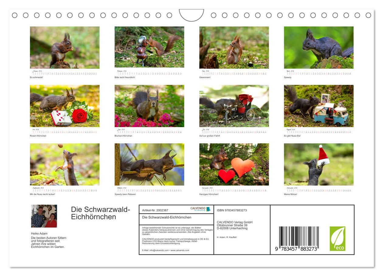 Beispielinhalt (Bild) Die Schwarzwald-Eichhörnchen (Wandkalender 2026 DIN A4 quer), CALVENDO Monatskalender