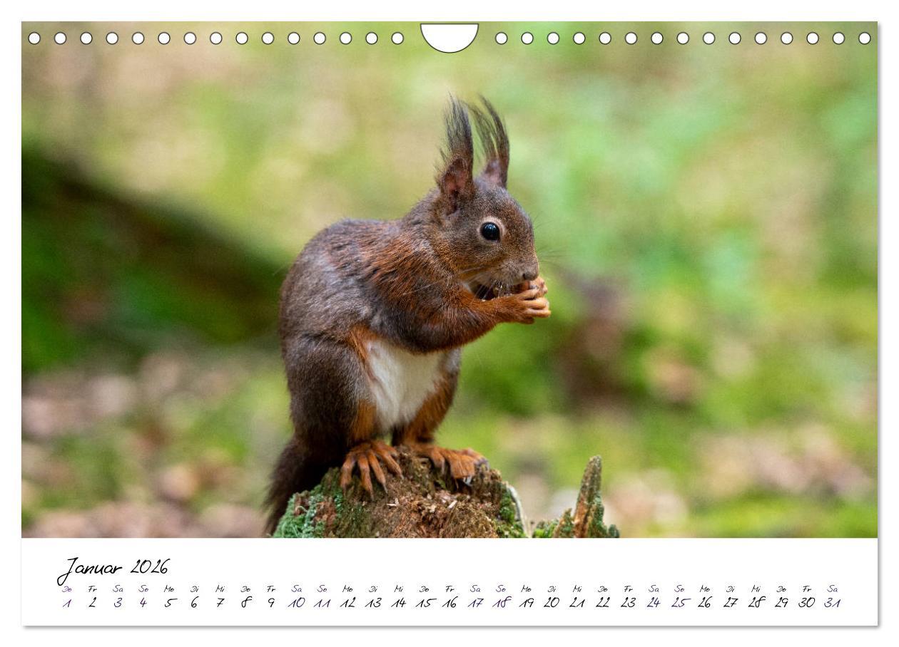 Beispielinhalt (Bild) Die Schwarzwald-Eichhörnchen (Wandkalender 2026 DIN A4 quer), CALVENDO Monatskalender