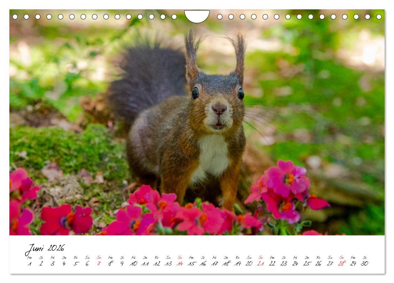 Beispielinhalt (Bild) Die Schwarzwald-Eichhörnchen (Wandkalender 2026 DIN A4 quer), CALVENDO Monatskalender