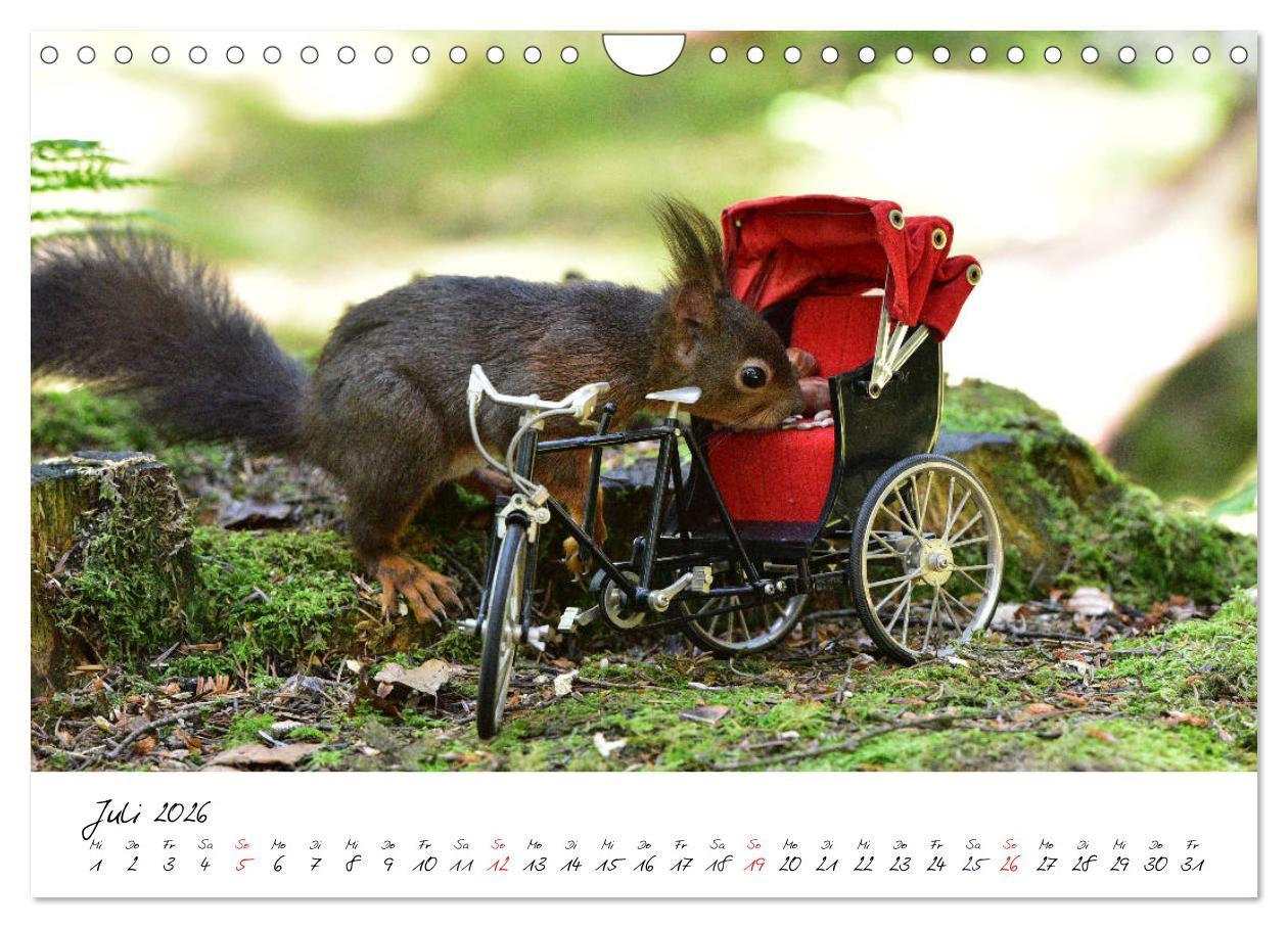 Beispielinhalt (Bild) Die Schwarzwald-Eichhörnchen (Wandkalender 2026 DIN A4 quer), CALVENDO Monatskalender