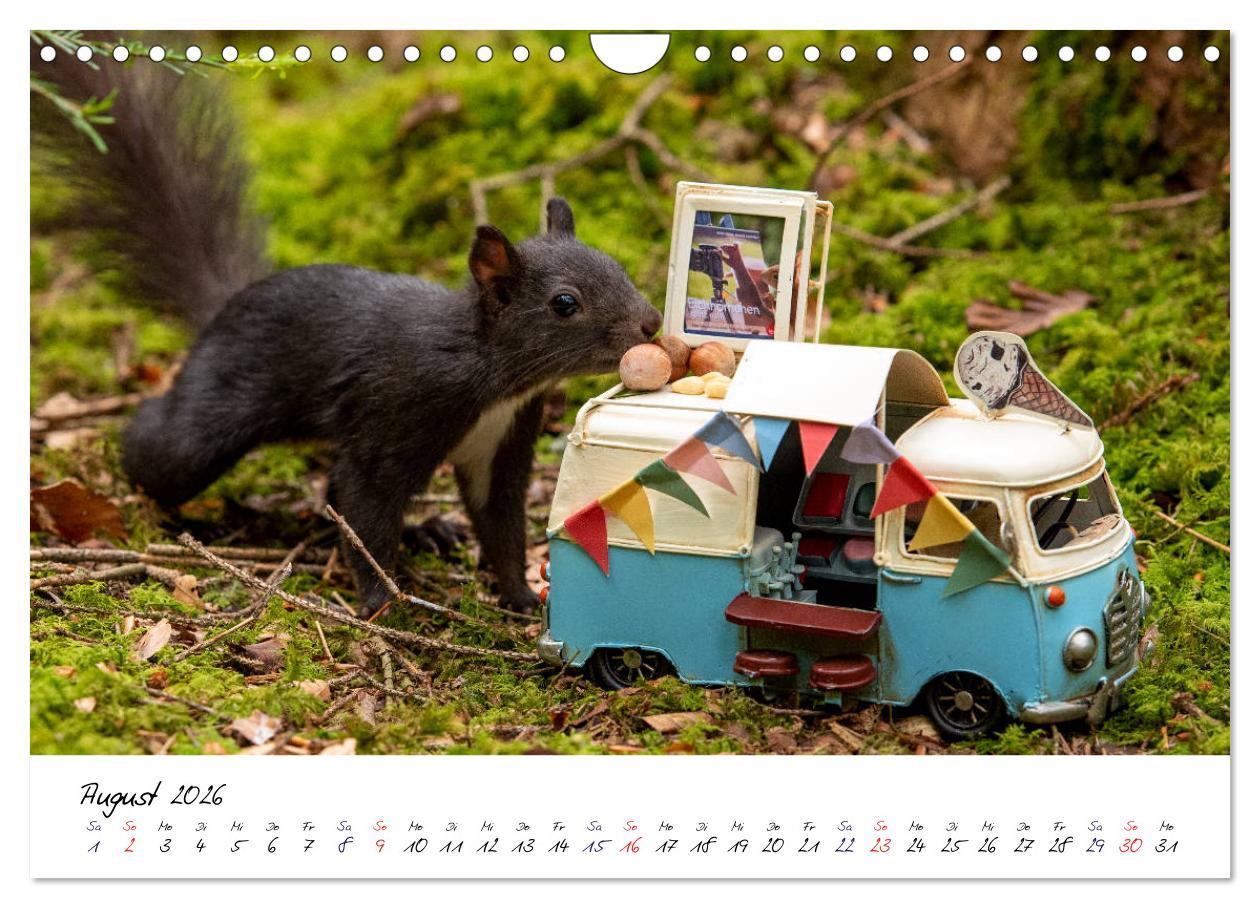 Beispielinhalt (Bild) Die Schwarzwald-Eichhörnchen (Wandkalender 2026 DIN A4 quer), CALVENDO Monatskalender
