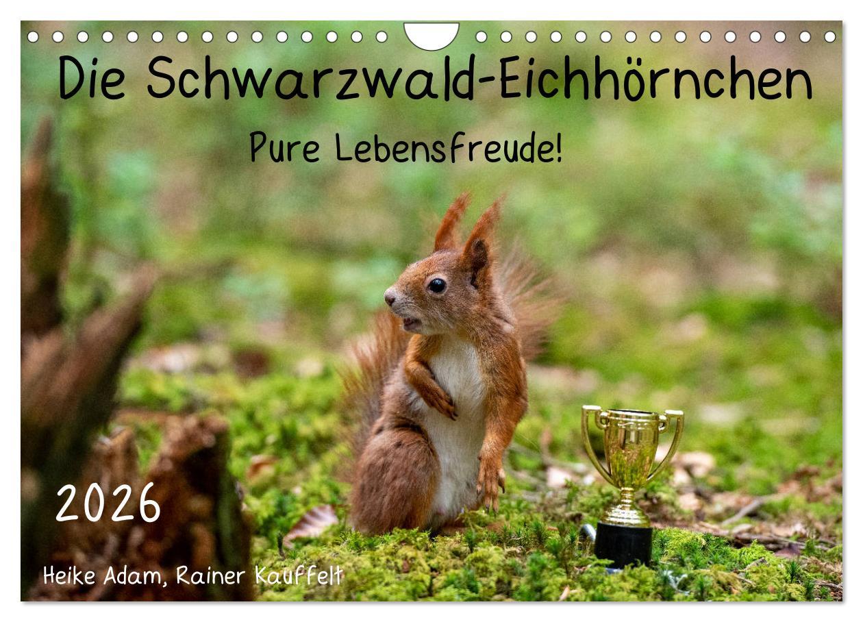 Vorderes Coverbild Die Schwarzwald-Eichhörnchen (Wandkalender 2026 DIN A4 quer), CALVENDO Monatskalender
