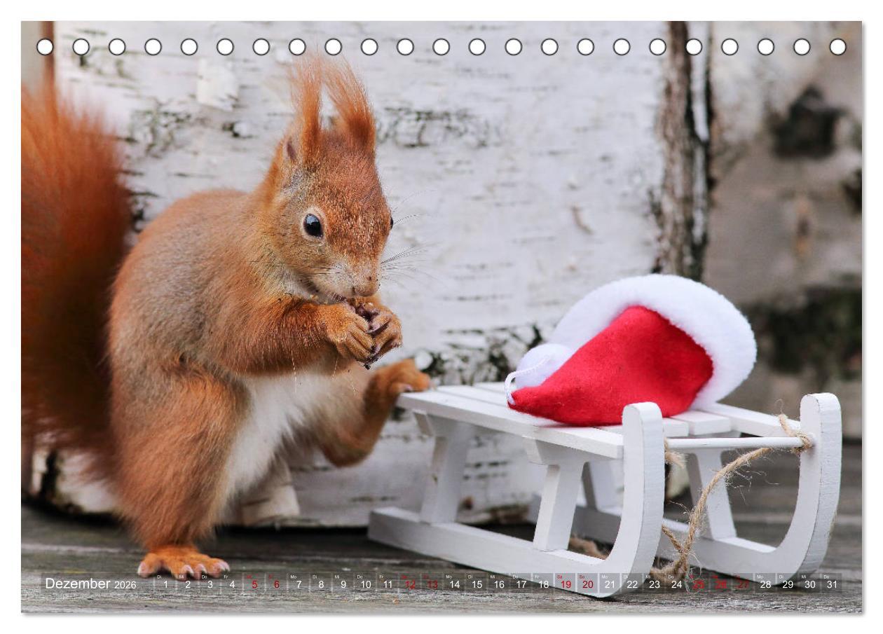Beispielinhalt (Bild) Eichhörnchen Momentaufnahmen fürs Herz (Tischkalender 2026 DIN A5 quer), CALVENDO Monatskalender