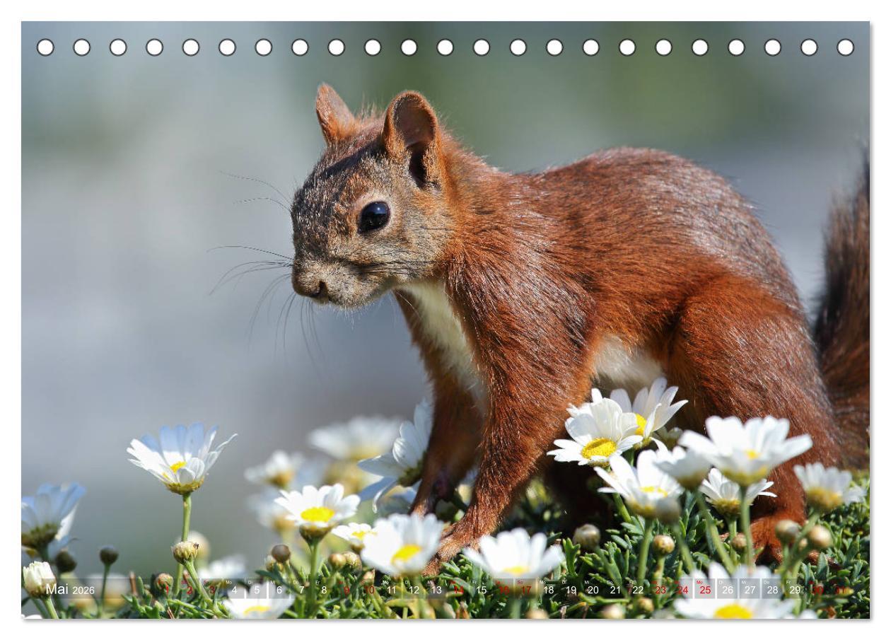 Beispielinhalt (Bild) Eichhörnchen Momentaufnahmen fürs Herz (Tischkalender 2026 DIN A5 quer), CALVENDO Monatskalender