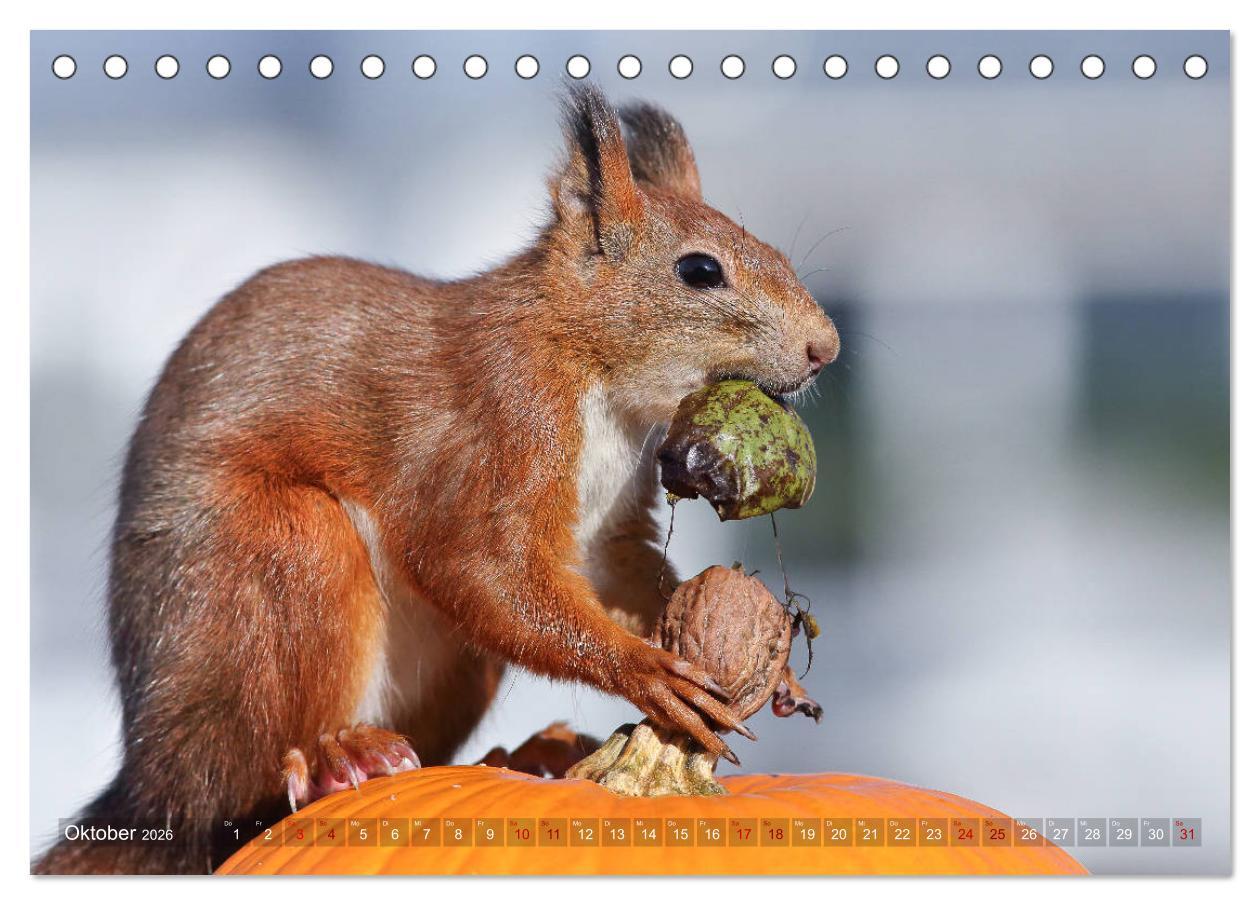 Beispielinhalt (Bild) Eichhörnchen Momentaufnahmen fürs Herz (Tischkalender 2026 DIN A5 quer), CALVENDO Monatskalender