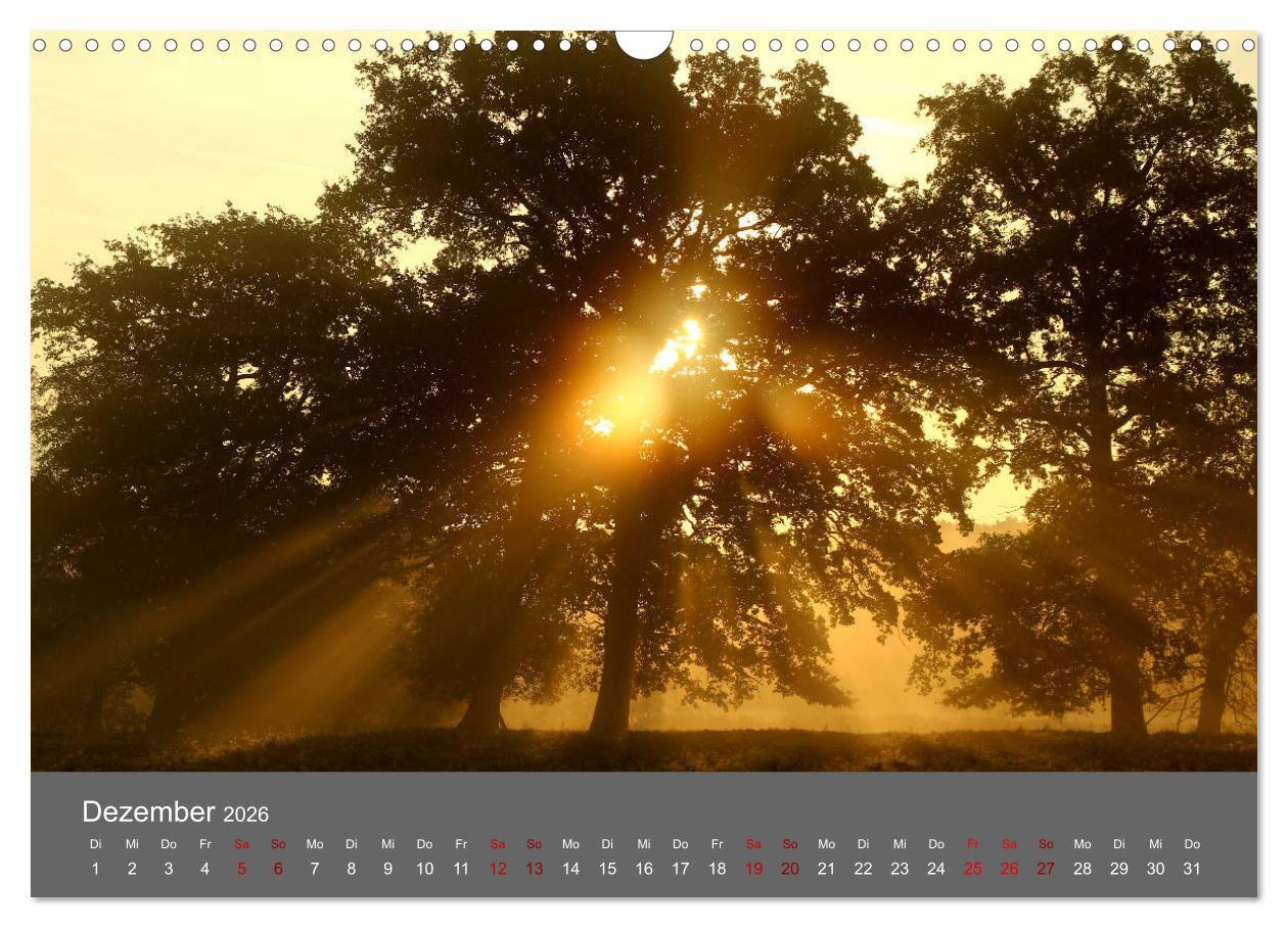 Beispielinhalt (Bild) Wahner Heide - Aussichten und Begegnungen (Wandkalender 2026 DIN A3 quer), CALVENDO Monatskalender