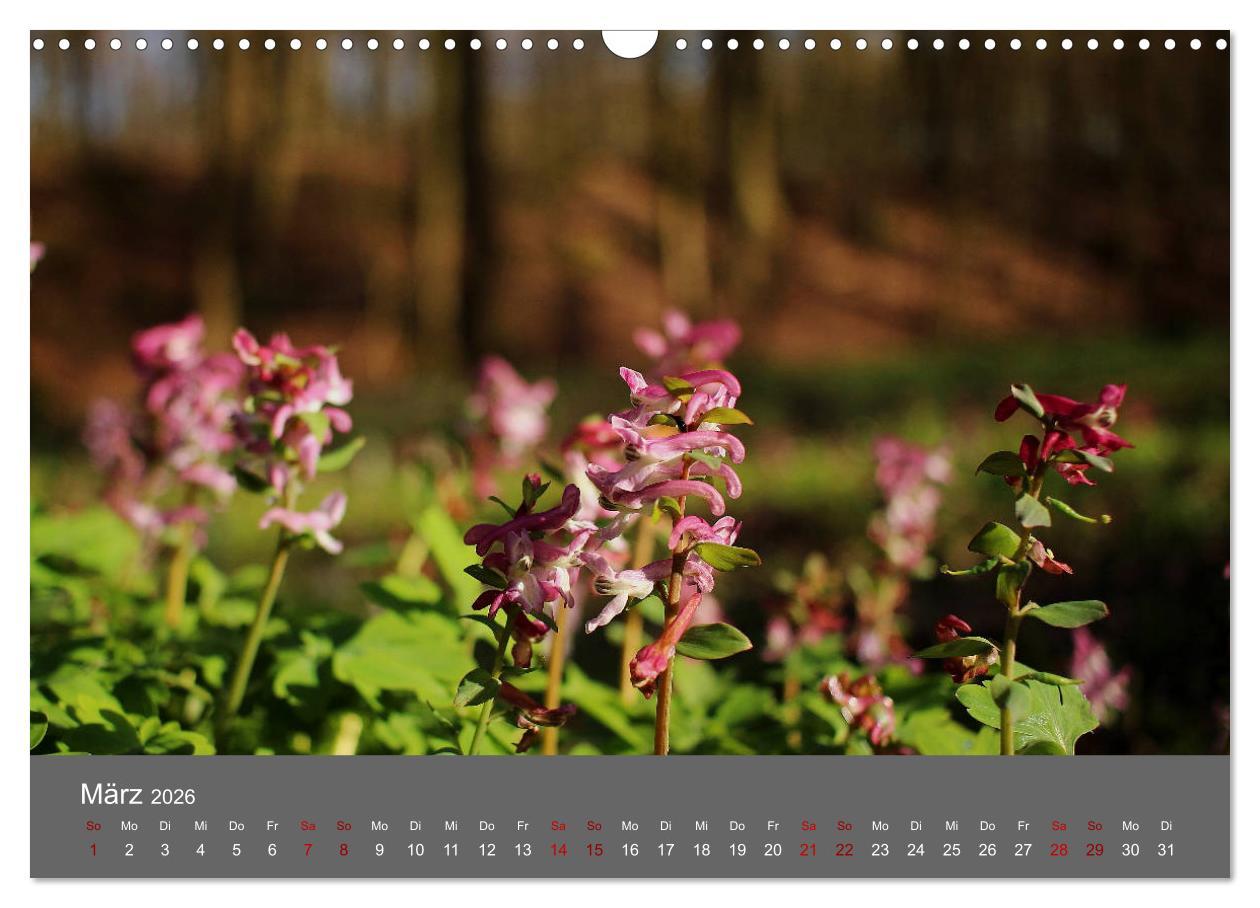 Beispielinhalt (Bild) Wahner Heide - Aussichten und Begegnungen (Wandkalender 2026 DIN A3 quer), CALVENDO Monatskalender