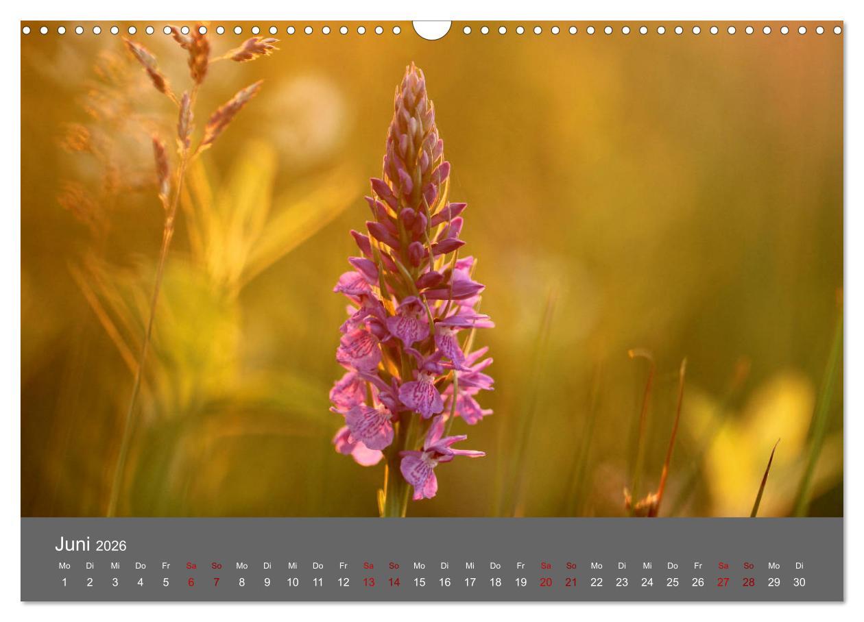 Beispielinhalt (Bild) Wahner Heide - Aussichten und Begegnungen (Wandkalender 2026 DIN A3 quer), CALVENDO Monatskalender