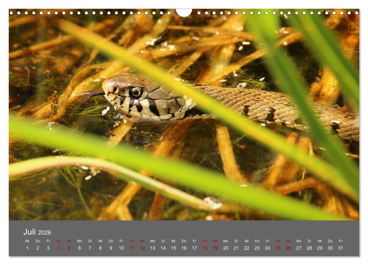 Beispielinhalt (Bild) Wahner Heide - Aussichten und Begegnungen (Wandkalender 2026 DIN A3 quer), CALVENDO Monatskalender