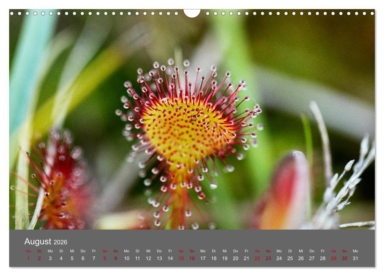 Beispielinhalt (Bild) Wahner Heide - Aussichten und Begegnungen (Wandkalender 2026 DIN A3 quer), CALVENDO Monatskalender