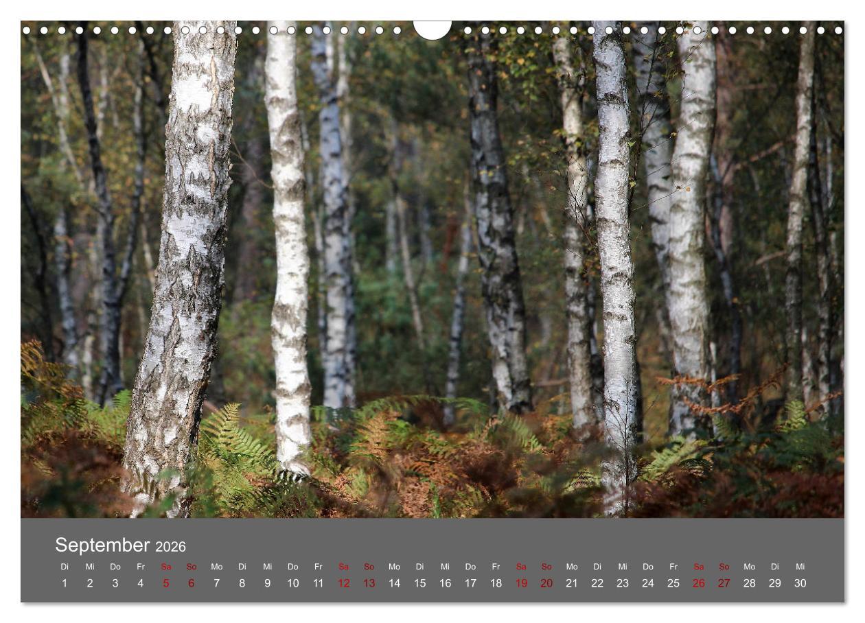 Beispielinhalt (Bild) Wahner Heide - Aussichten und Begegnungen (Wandkalender 2026 DIN A3 quer), CALVENDO Monatskalender