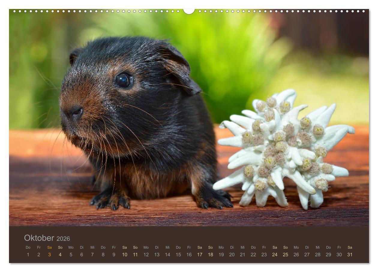 Beispielinhalt (Bild) Meerschweinchen Portraits (hochwertiger Premium Wandkalender 2026 DIN A2 quer), Kunstdruck in Hochglanz