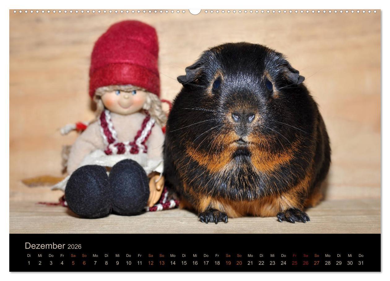 Beispielinhalt (Bild) Meerschweinchen Portraits (hochwertiger Premium Wandkalender 2026 DIN A2 quer), Kunstdruck in Hochglanz